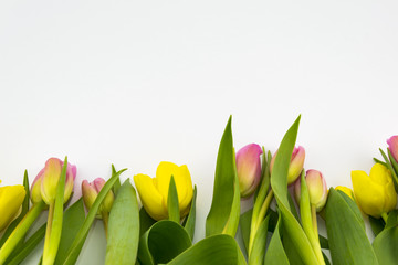 Naklejka premium Tulips Group on White