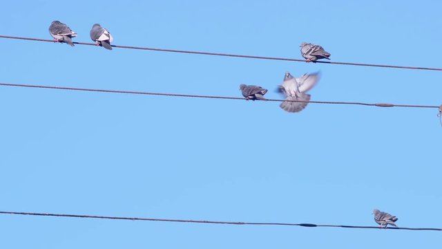 Flock of Pigeon Birds Flying and Landing on a Wire with Blue Sky Background
