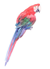 Watercolor realistic red parrot tropical bird animal isolated on a white background illustration.