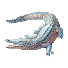 Watercolor crocodile, alligator tropical animal isolated on a white background illustration.
