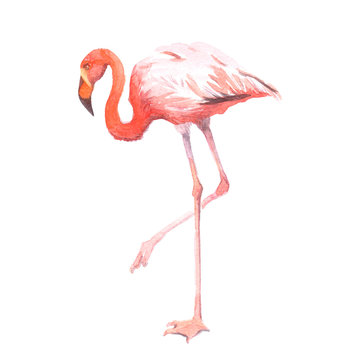 Watercolor realistic flamingo bird  tropical animal isolated on a white background illustration.