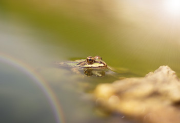 Young frog resting in a pond