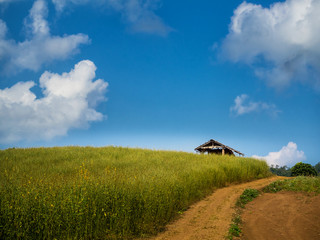 Naklejka premium Hut in Growing the Sunn hemp or Crotalaria juncea field