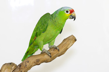 Colorful parrot landed on branch, isolated on white, Lilacine Amazon