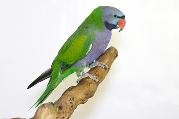 Colorful parrot landed on branch, isolated on white, Lord Derby's parakeet