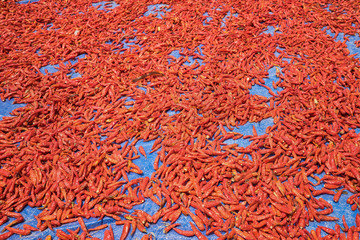 Red hot pepper under processing by drying naturally under sunlight in Asia