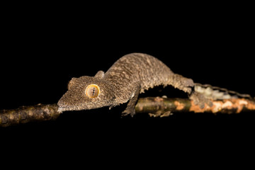 Giant leaf-tailed gecko, Uroplatus fimbriatus, Madagascar