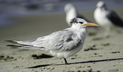 Royal Tern (Sterna maxima), Refugio SB, Goleta, CA, USA.