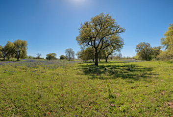 Field of Bluebonnets and  wildflowers along backroads of west Texas