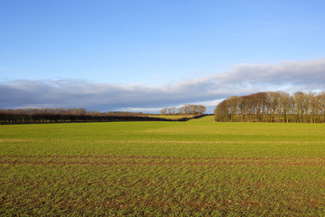 hedgerow wheat and woodland