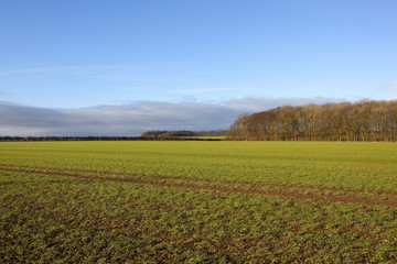 wheat field and woodland