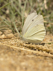 white butterfly sitting on the ground