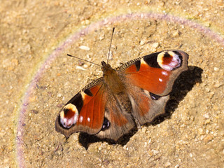 colorful butterfly sitting on the ground