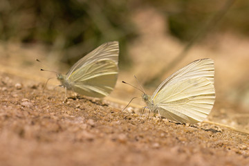 white butterflies sitting on the ground