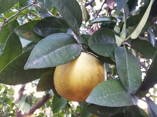 Orange tree in Florida nature