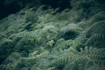 Ferns