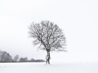 Fototapeta na wymiar Lonely winter tree