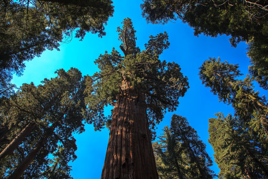 Giant sequoia looking at the sky. Giant