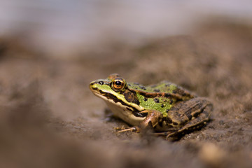 green frog in the pond (Rana esculenta)