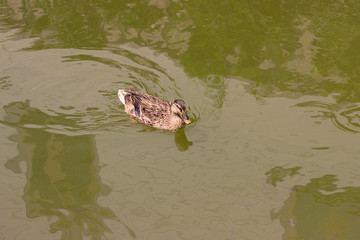 Wild duck in a pond