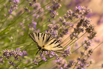 Scarce Swallowtail (Iphiclides podalirius) on lavender