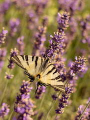 Scarce Swallowtail (Iphiclides podalirius) on lavender