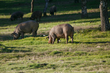 Iberian pig eating acorns in the pasture
