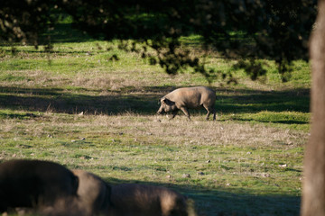 Fototapeta na wymiar Iberian pig eating acorns in the pasture
