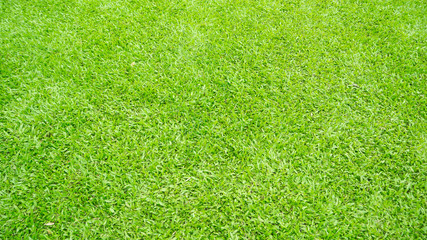 Background short fresh green grass horizon wide