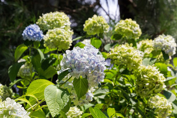 Hydrangea macrophylla Nikko Blue, Gortenzia