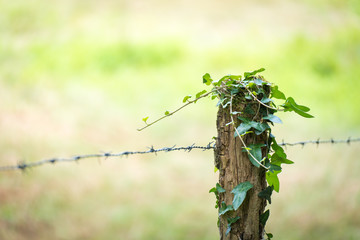 Chemin des bois, châtaignes, automne
