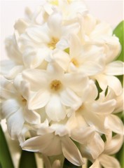 Naklejka na ściany i meble White hyacinth. Popular garden plants. Beautiful spring flowers