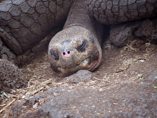 Closeup view of a giant tortoise at the Charles Darwin Research Center on Santa Cruz Island, Galapagos archipelago, South America