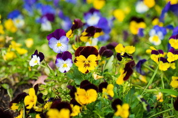 Viola butterfly flowers