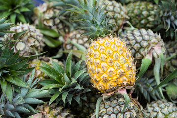 Pineapples in rows