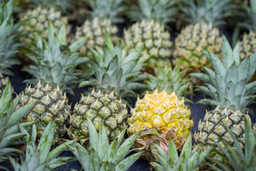 Obraz premium Pineapples in rows