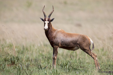 Fototapeta na wymiar Blesbok male standing on open grass plain