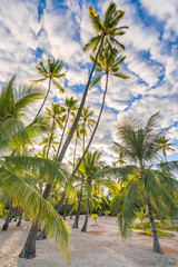 Fototapeta na wymiar Beautiful landscape of palm trees in Big Island, Hawaii