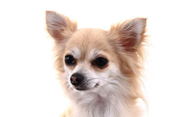 head of sweet chihuahua