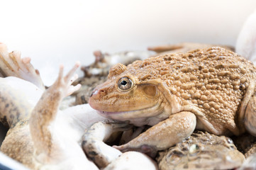 Frog in a container together in market for cooking