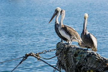 Pelicans in Los Angelos Harbor, CA