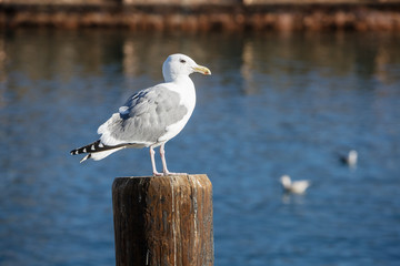 Seagull in Harbor of Los Angelos, CA