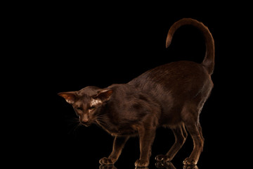 Brown Oriental Cat Standing in pose and looking down, curl tail up isolated black background, side view