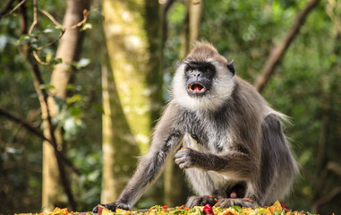 Hanuman Langur