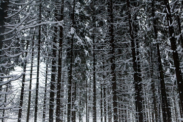 winter in russian forest, trees under the snow