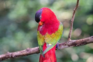 Parrot on tree branch