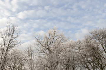 White trees in winter
