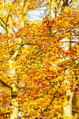 Colorful autumn in park.