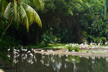 Pink flamingos in Singapore
