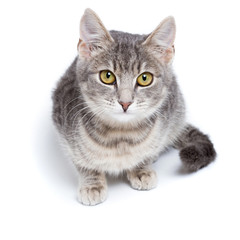 gray tabby kitten on white